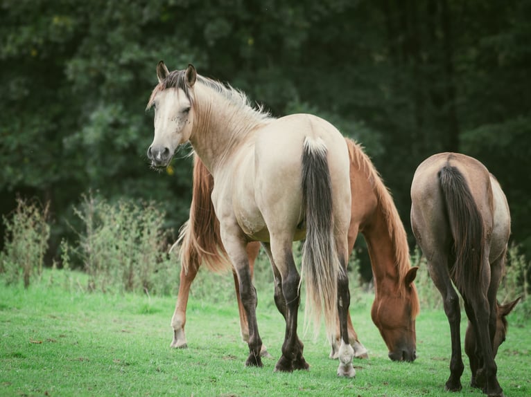 Berber Hengst 2 Jahre 155 cm Buckskin in goe