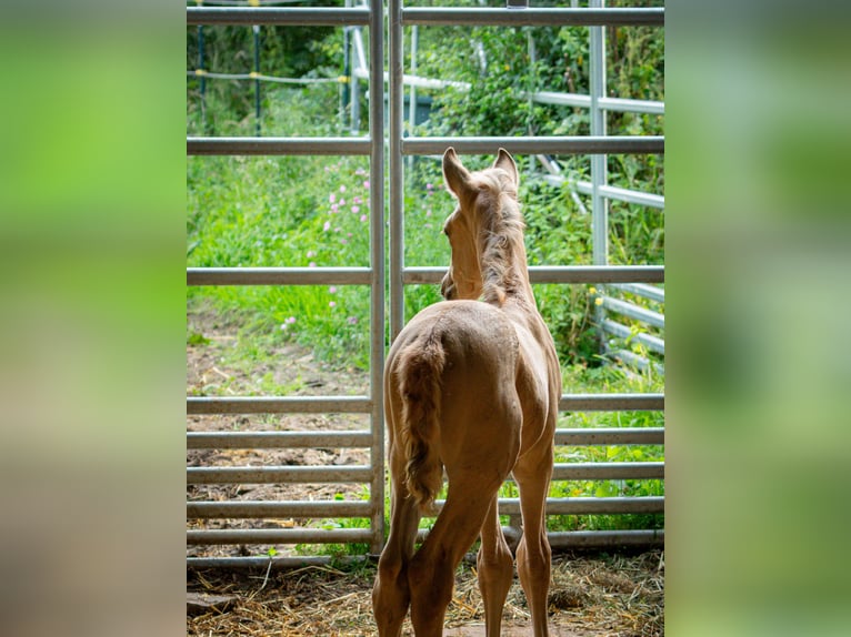 Berber Hengst 2 Jahre 155 cm Buckskin in goe