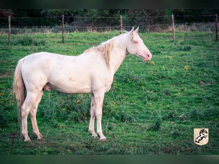 Berber Hengst 2 Jahre 155 cm Buckskin in goe