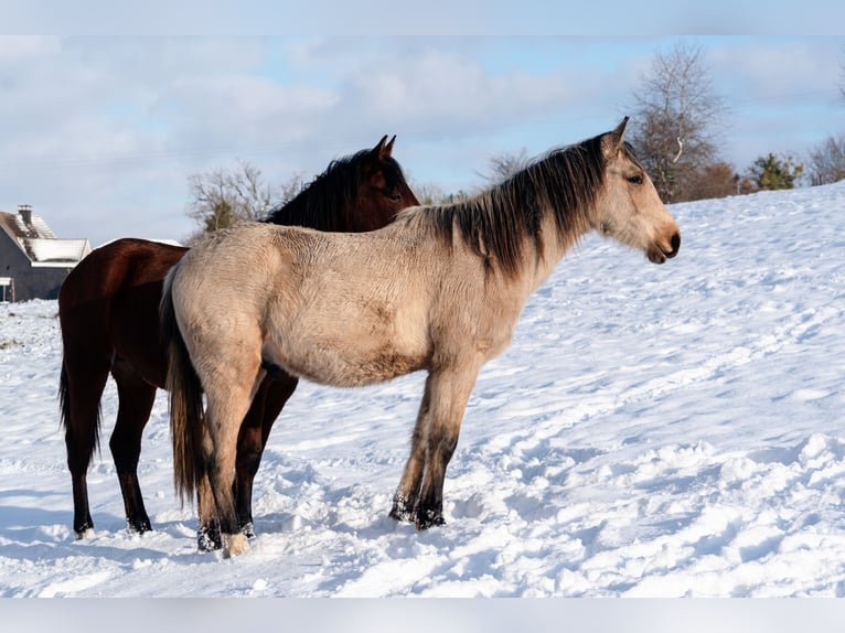 Berber Hengst 2 Jahre 155 cm Buckskin in goe