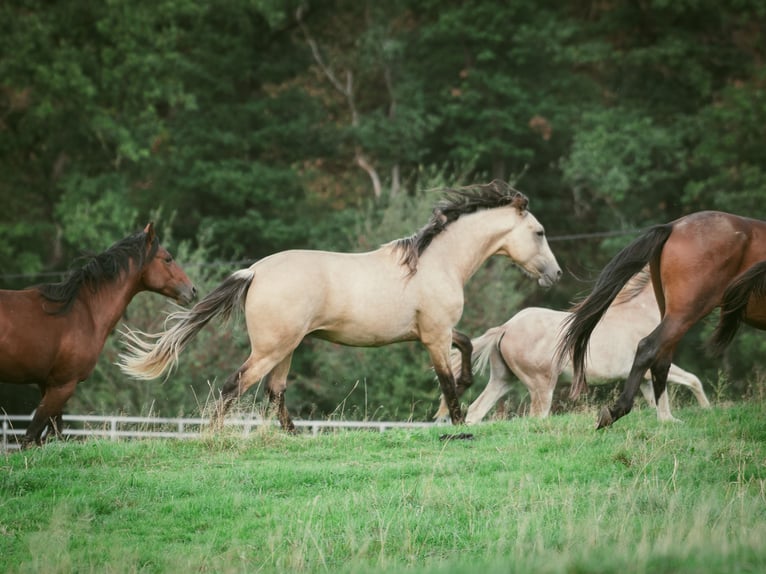 Berber Hengst 2 Jahre 155 cm Buckskin in goe