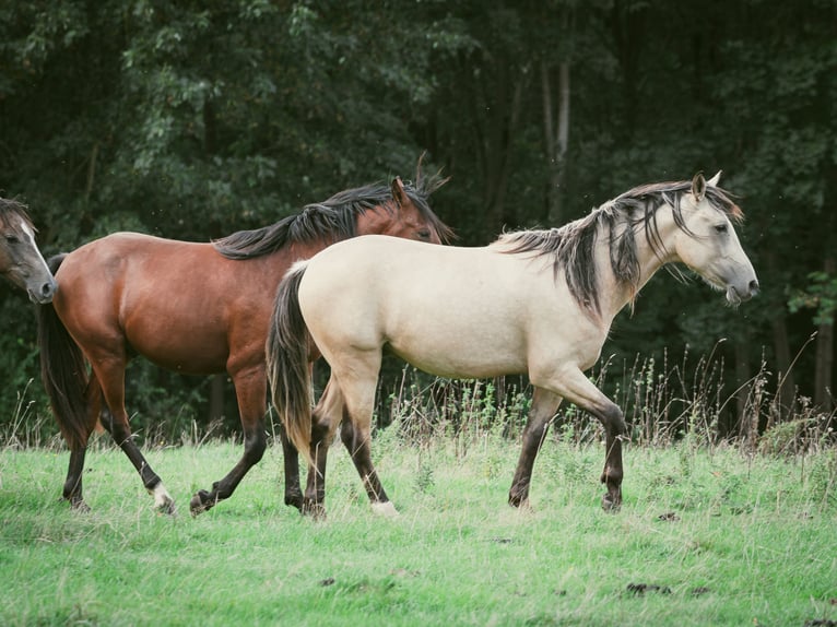 Berber Hengst 2 Jahre 155 cm Buckskin in goe