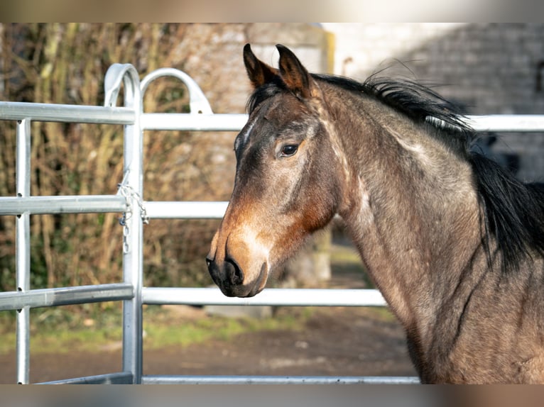 Berber Hengst 3 Jaar 155 cm Roan-Blue in Goe