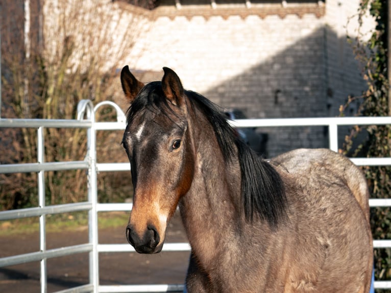 Berber Hengst 3 Jaar 155 cm Roan-Blue in Goe