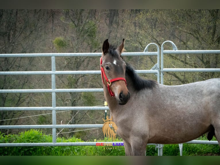 Berber Hengst 3 Jaar 155 cm Roan-Blue in Goe