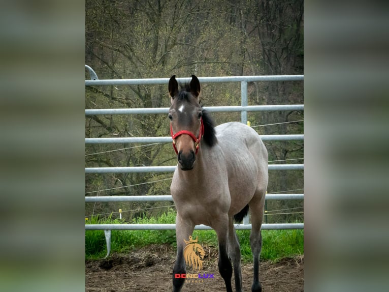 Berber Hengst 3 Jaar 155 cm Roan-Blue in Goe