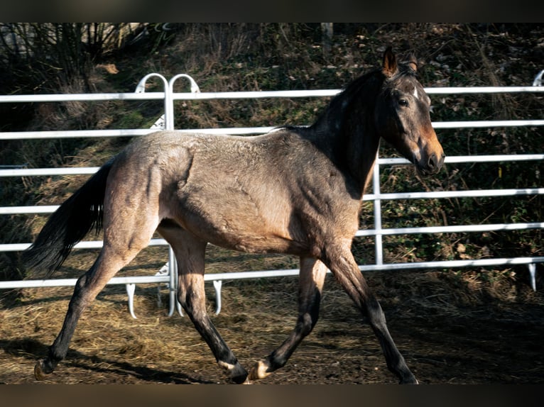 Berber Hengst 3 Jaar 155 cm Roan-Blue in Goe