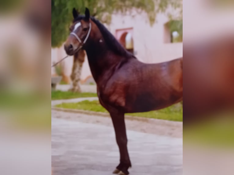 Berber Hengst 3 Jaar 155 cm Zwartbruin in Rutesheim