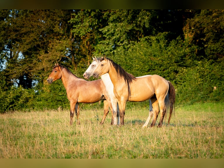 Berber Hengst 3 Jahre 152 cm in goe