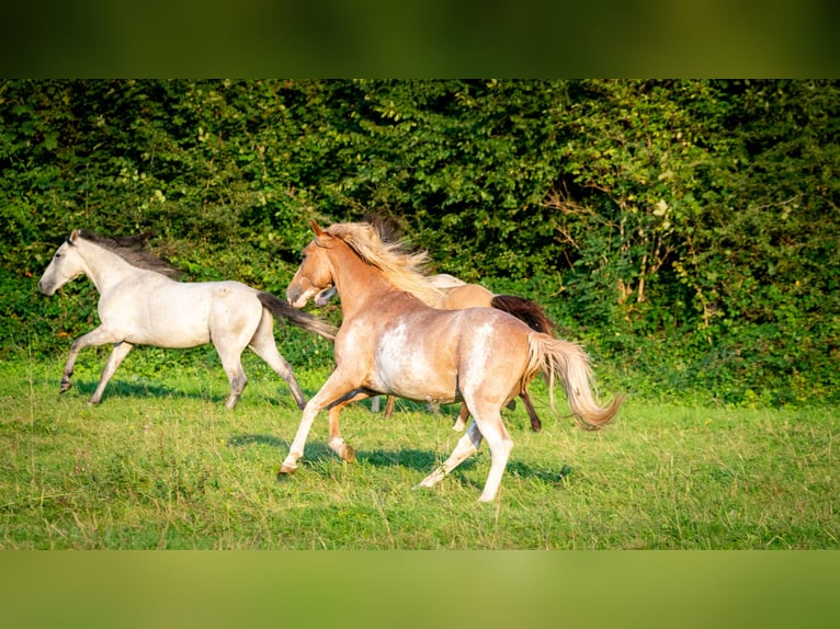 Berber Hengst 3 Jahre 154 cm Sabino in Goe