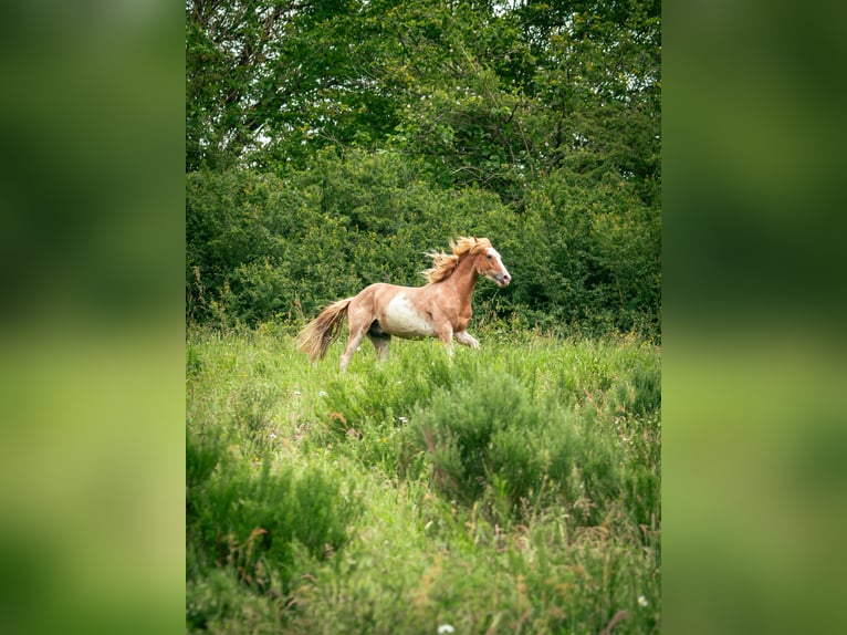 Berber Hengst 3 Jahre 154 cm Sabino in Goe