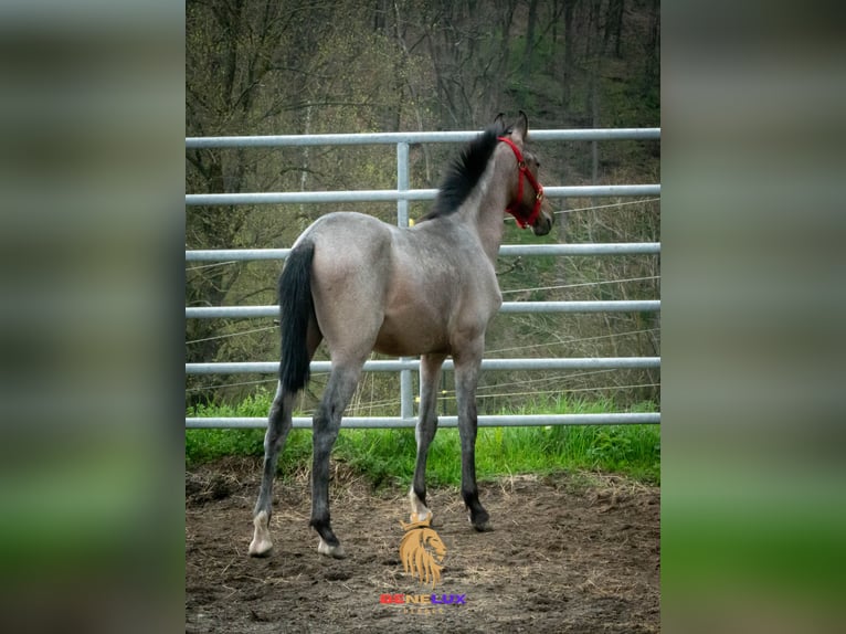 Berber Hengst 3 Jahre 155 cm Roan-Blue in Goe