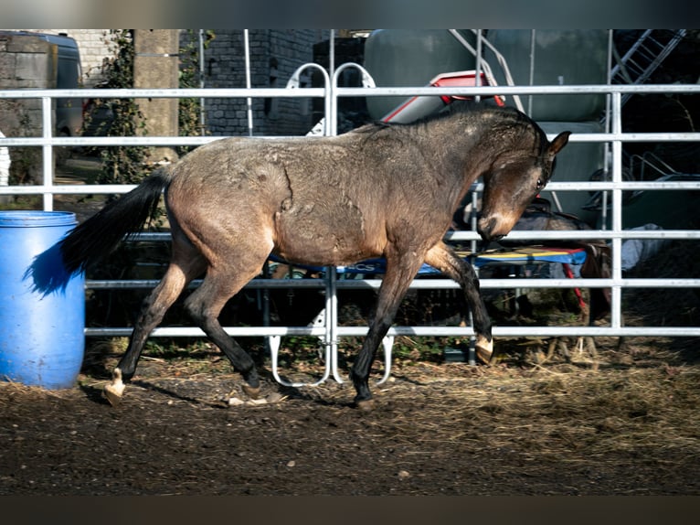 Berber Hengst 3 Jahre 155 cm Roan-Blue in Goe