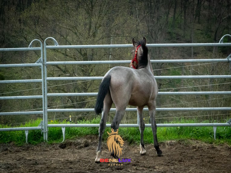 Berber Hengst 3 Jahre 155 cm Roan-Blue in Goe