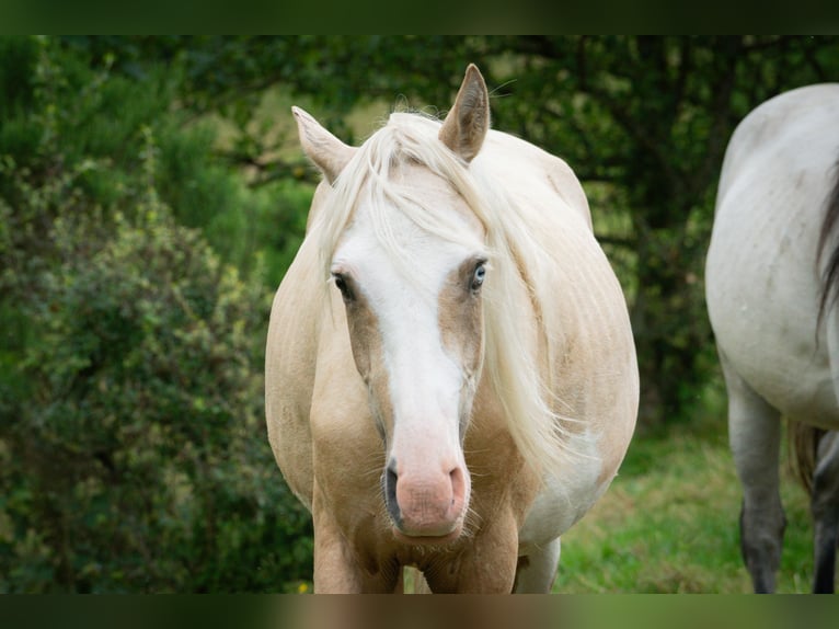 Berber Hengst 3 Jahre 155 cm Sabino in Goé