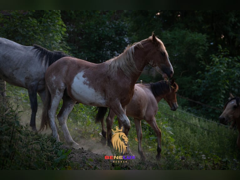 Berber Hengst 4 Jaar 154 cm Sabino in Goe