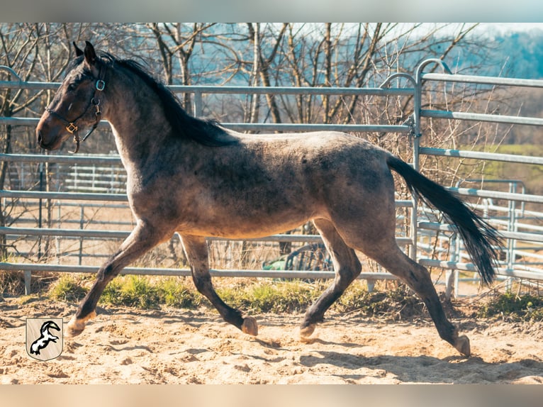 Berber Hengst 4 Jaar 155 cm Roan-Blue in Goe