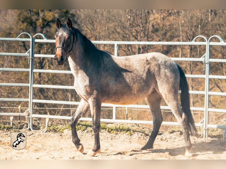 Berber Hengst 4 Jaar 155 cm Roan-Blue in Goe