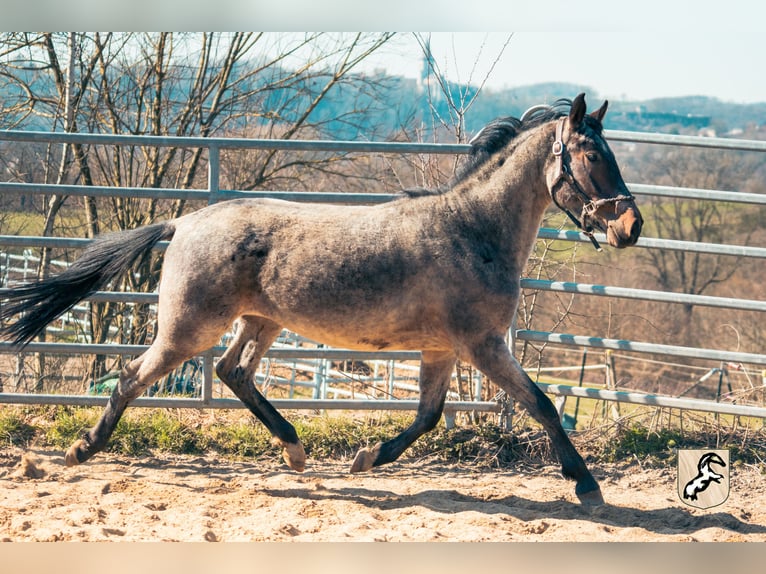 Berber Hengst 4 Jaar 155 cm Roan-Blue in Goe