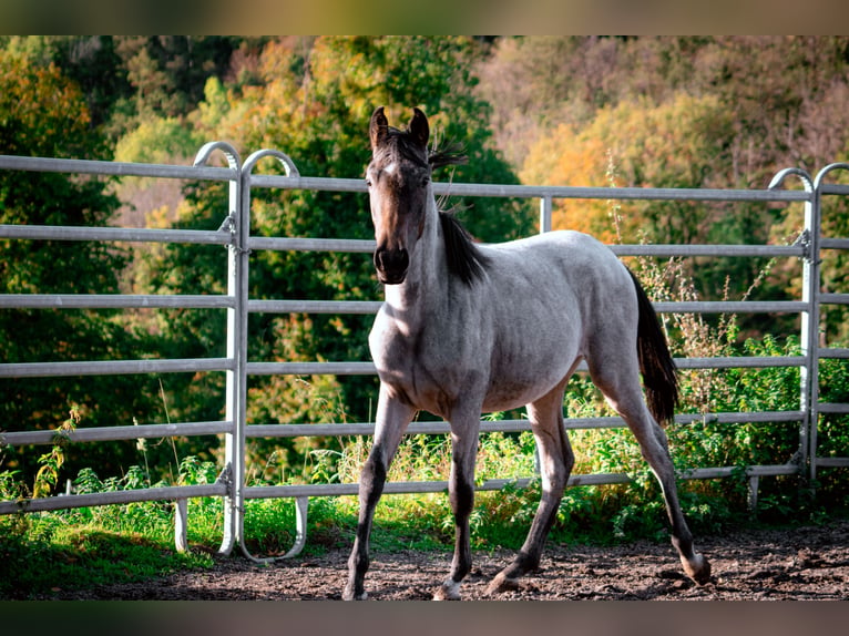 Berber Hengst 4 Jaar 155 cm Roan-Blue in Goe