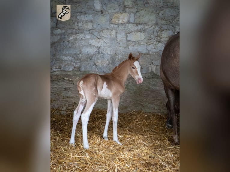 Berber Hengst 4 Jahre 154 cm Sabino in Goe