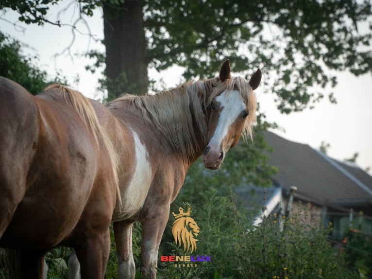 Berber Hengst 4 Jahre 154 cm Sabino in Goe