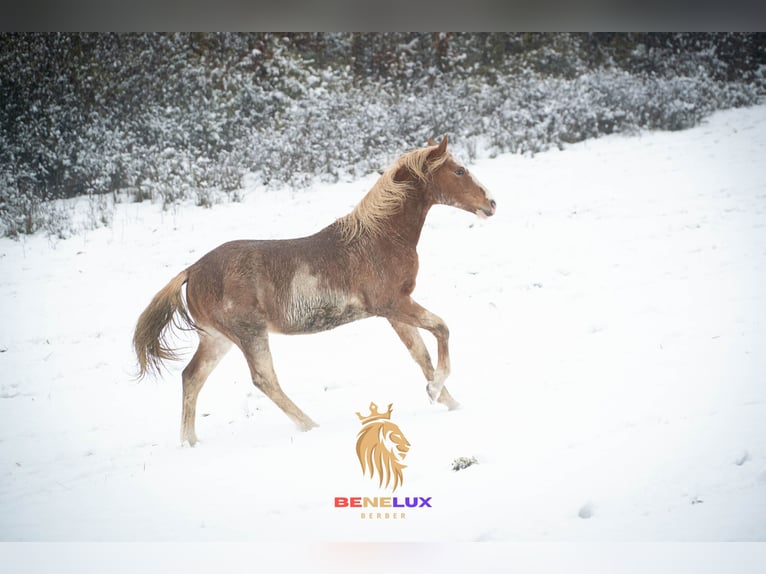 Berber Hengst 4 Jahre 154 cm Sabino in Goe