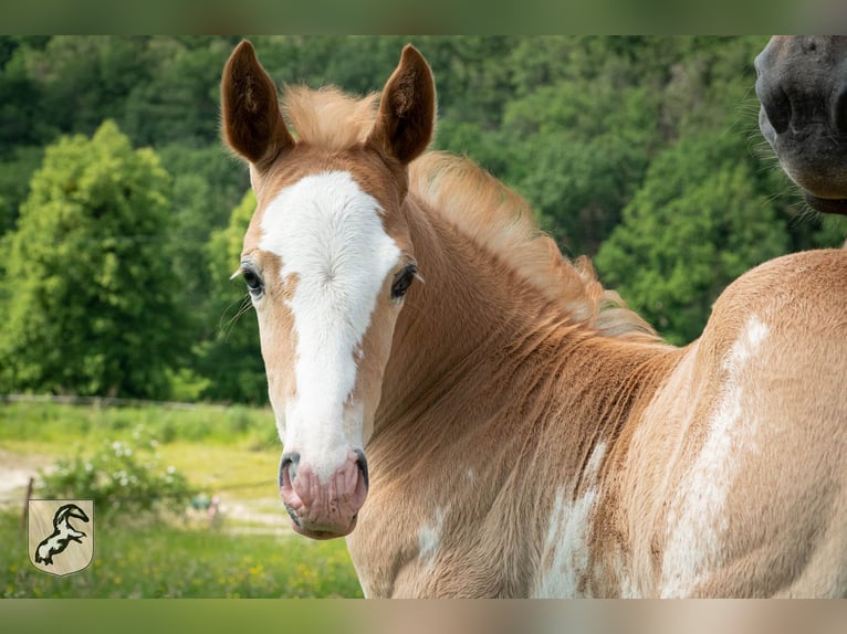 Berber Hengst 4 Jahre 154 cm Sabino in Goe