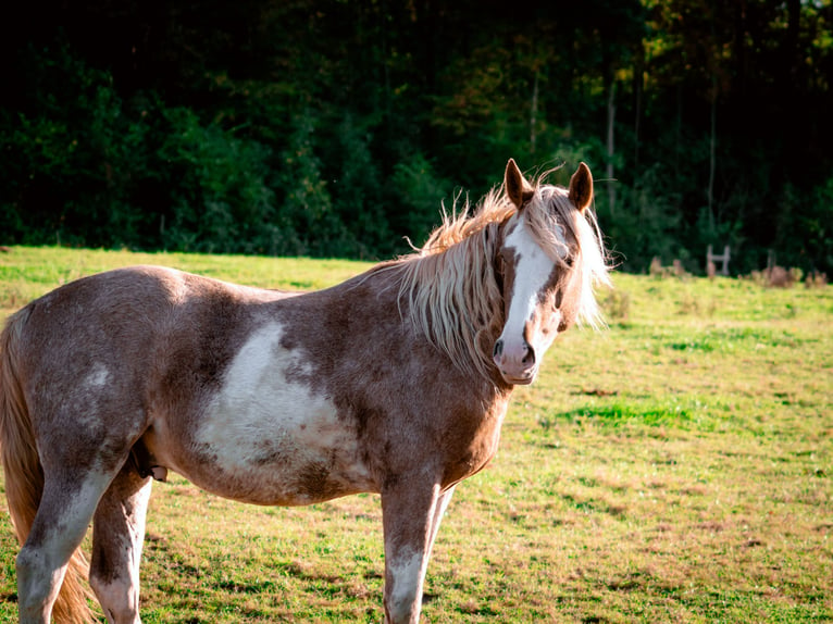 Berber Hengst 4 Jahre 154 cm Sabino in Goe