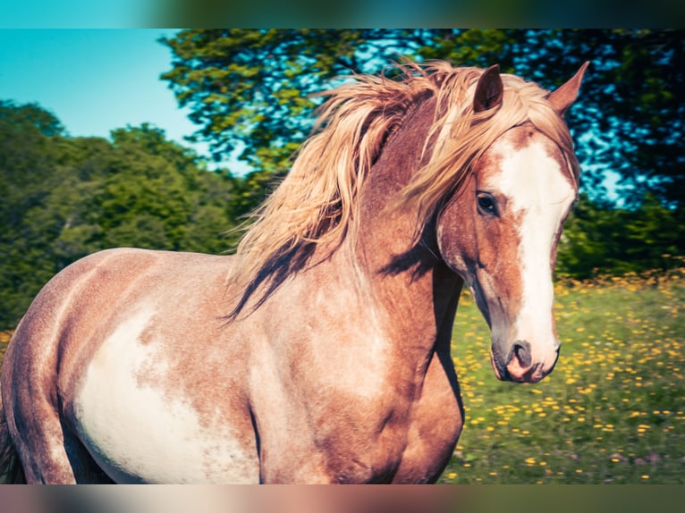 Berber Hengst 4 Jahre 154 cm Sabino in Goe
