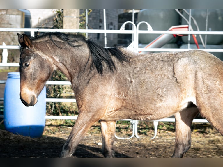 Berber Hengst 4 Jahre 155 cm Roan-Blue in Goe