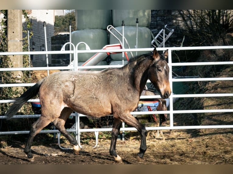 Berber Hengst 4 Jahre 155 cm Roan-Blue in Goe