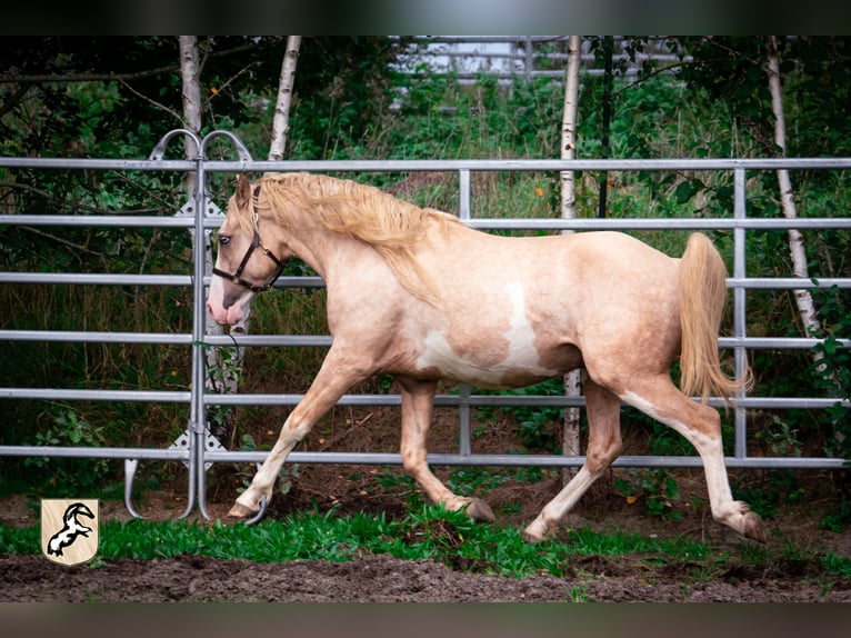 Berber Hengst 4 Jahre 155 cm Sabino in Goé