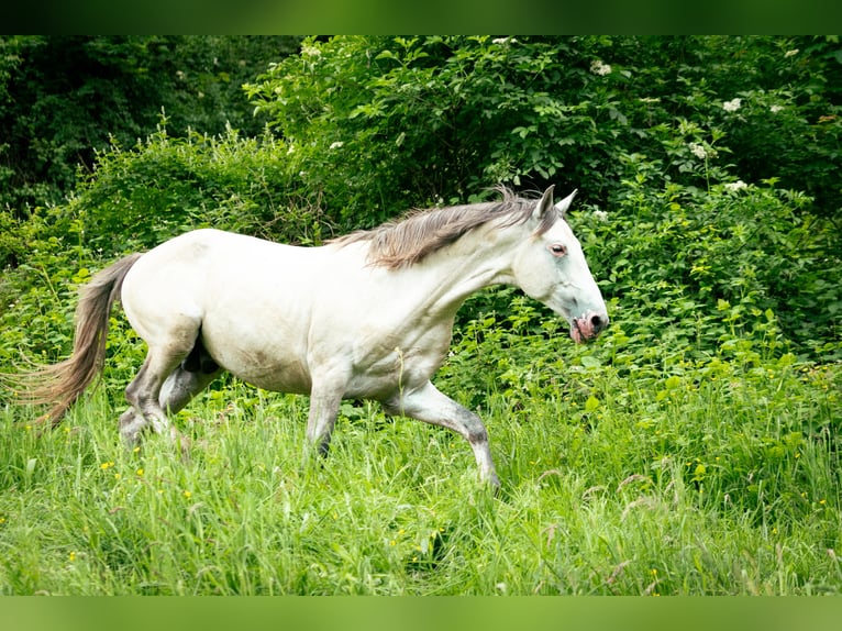 Berber Hengst 4 Jahre 156 cm Braunfalbschimmel in Goe