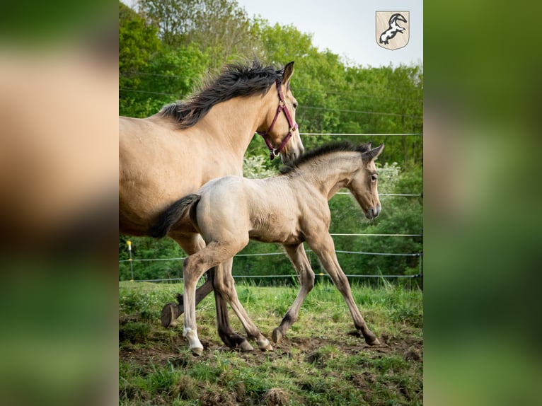 Berber Hengst 5 Jahre 156 cm Braunfalbschimmel in Goe