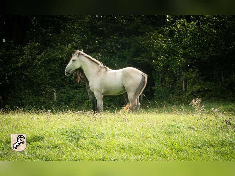 Berber Hengst 5 Jahre 156 cm Braunfalbschimmel in Goe