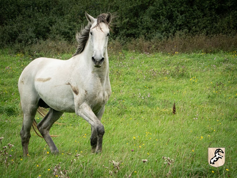 Berber Hengst 5 Jahre 156 cm Braunfalbschimmel in Goe