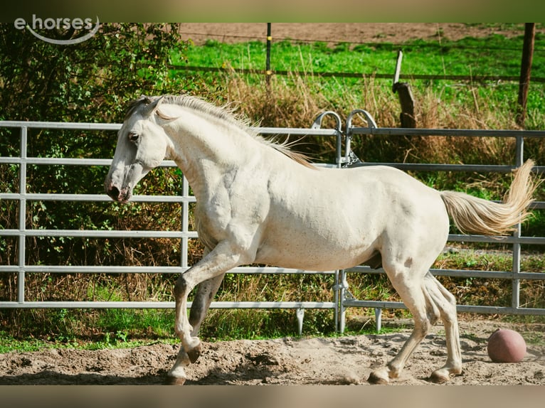 Berber Hengst 6 Jahre 159 cm Braunfalbschimmel in goe
