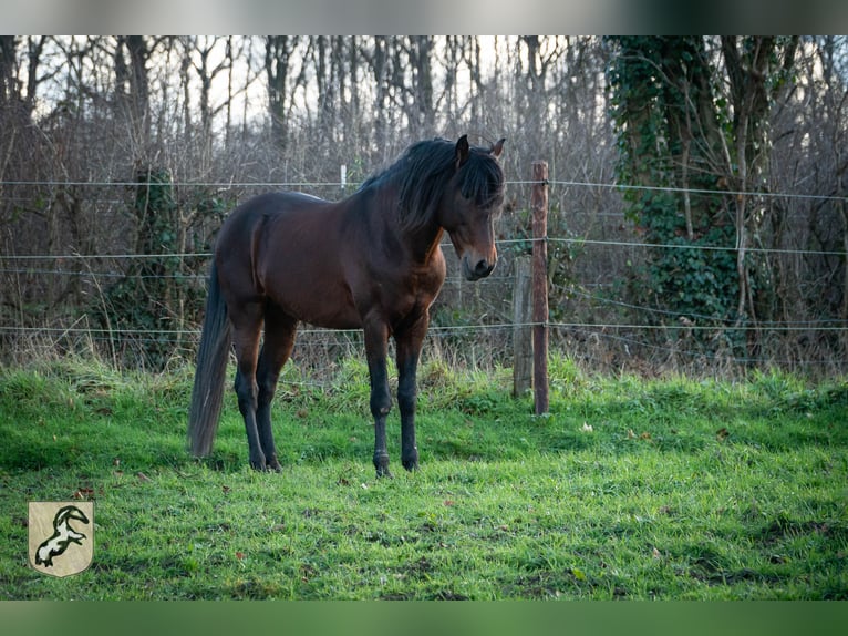 Berber Hengst 8 Jaar 155 cm Donkerbruin in Goe