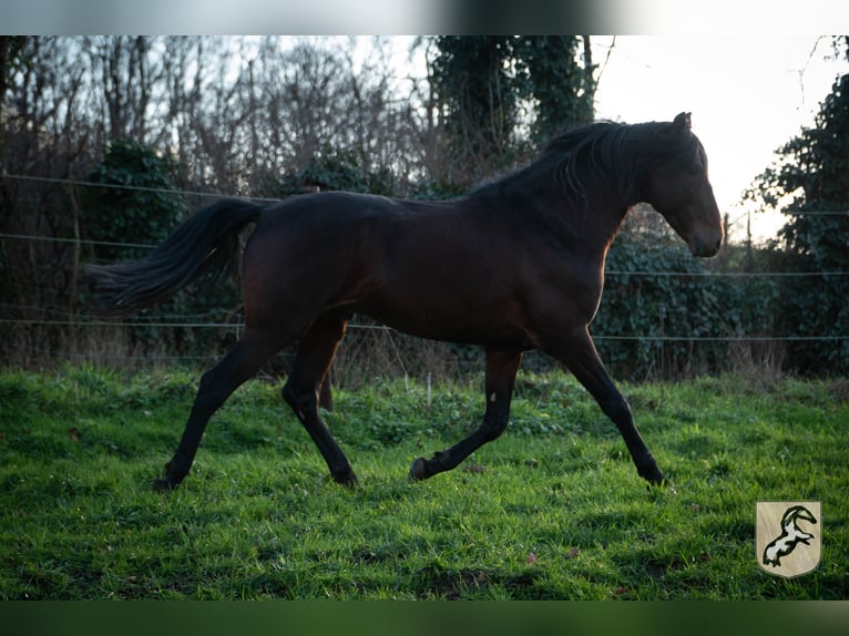 Berber Hengst 8 Jaar 155 cm Donkerbruin in Goe