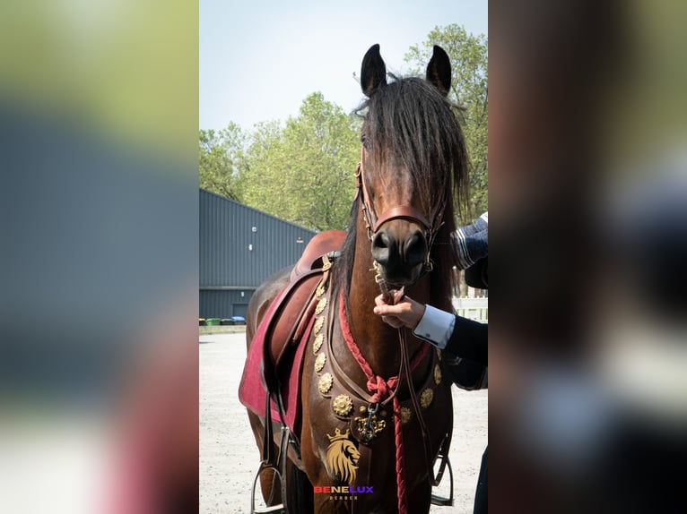 Berber Hengst 8 Jaar 155 cm Donkerbruin in Goe