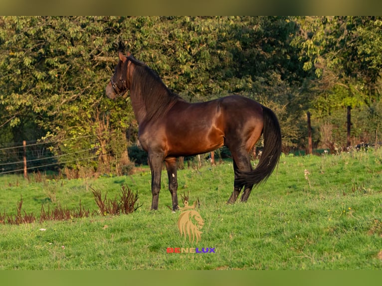 Berber Hengst 8 Jaar 155 cm Donkerbruin in Goe