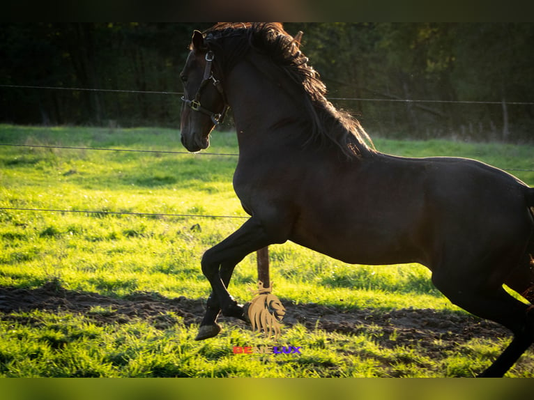 Berber Hengst 8 Jaar 155 cm Donkerbruin in Goe