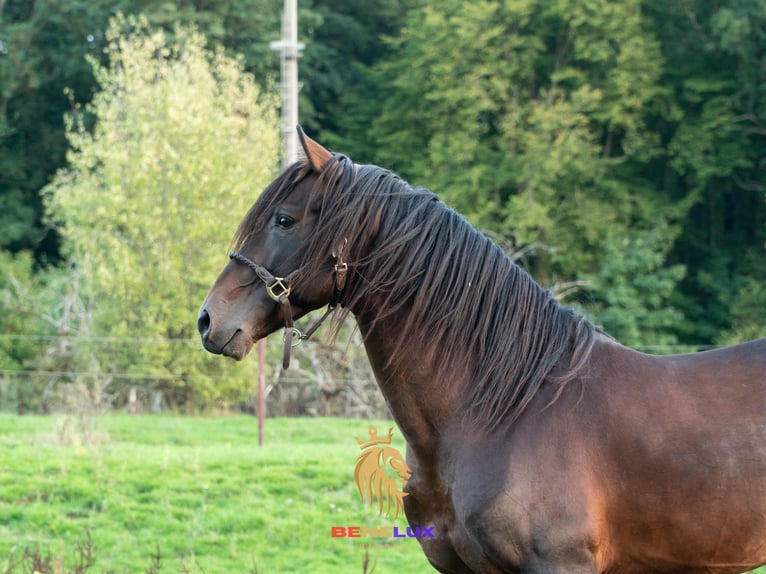 Berber Hengst 8 Jaar 155 cm Donkerbruin in Goe