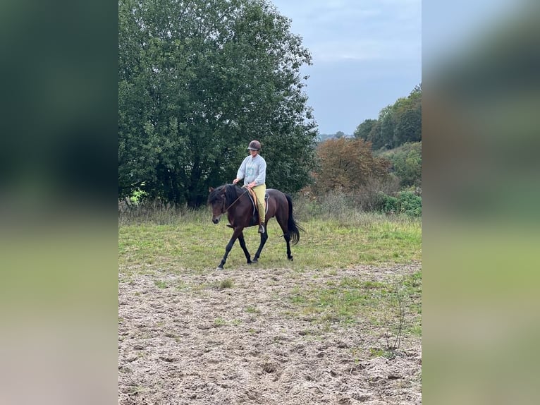 Berber Hengst 8 Jaar 155 cm Donkerbruin in Goe