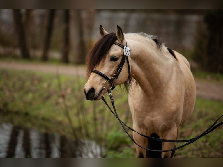 Berber Hengst Buckskin in Neuhaus am Inn
