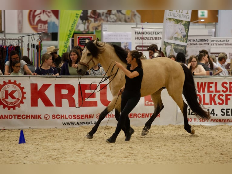 Berber Hengst Buckskin in Neuhaus am Inn