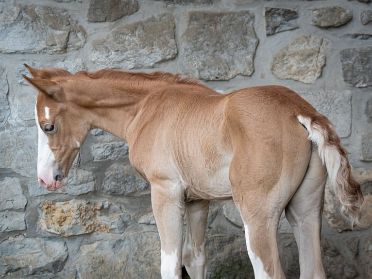 Berber Hengst Fohlen (07/2025) 154 cm Kann Schimmel werden in Langerwehe