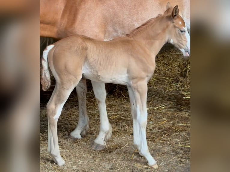 Berber Hengst Fohlen (07/2025) 154 cm Kann Schimmel werden in Langerwehe