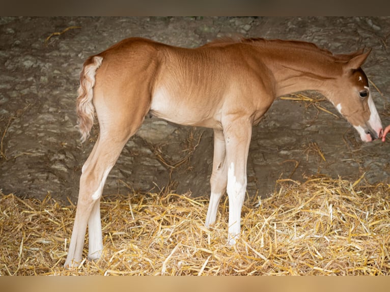 Berber Hengst Fohlen (07/2025) 154 cm Kann Schimmel werden in Langerwehe